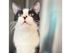 Adopt Tux a Domestic Short Hair