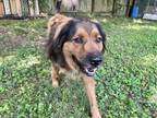 Adopt Bear a Anatolian Shepherd, Chow Chow