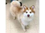 Adopt Leo a Husky, Pomeranian