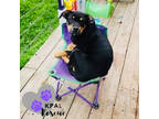 Adopt Wrangler - Blue Jeans Litter a Australian Cattle Dog / Blue Heeler