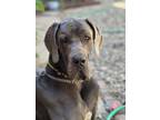 Adopt Mini Cooper a Great Dane