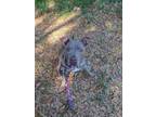 Adopt Boss a American Staffordshire Terrier