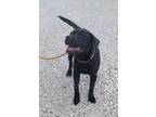 Adopt Robbie a Labrador Retriever, Pit Bull Terrier