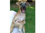 Adopt Steve a Black Mouth Cur, Mixed Breed