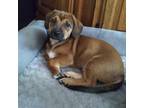 Adopt Sam a Black Mouth Cur, Mixed Breed