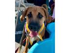 Adopt Simon a Black Mouth Cur, Mixed Breed