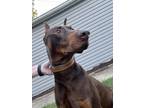 Adopt Houston a Doberman Pinscher