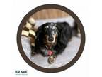 Adopt Old Herman a Dachshund