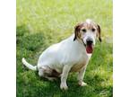 Adopt Banks a Basset Hound