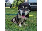 Adopt Milton a Cardigan Welsh Corgi, Mixed Breed