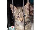 Adopt Nolan a Domestic Short Hair, Tabby