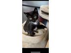 Adopt T'Challa (Marvel litter) a American Shorthair
