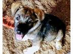 Adopt Shaq a German Shepherd Dog
