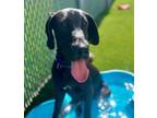Adopt Sage a Great Dane