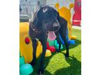 Adopt Bow a Great Dane, Hound