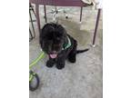 Adopt Scuddle a Old English Sheepdog, Golden Retriever