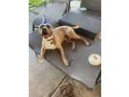 Adopt Tony a American Staffordshire Terrier, Pit Bull Terrier