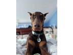 Adopt Hugo a Doberman Pinscher