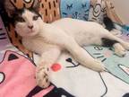 Adopt RALPH baby a American Shorthair