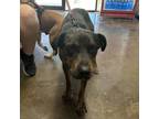 Adopt Elvis a Catahoula Leopard Dog
