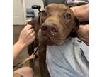 Adopt Zues a Chocolate Labrador Retriever