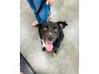 Adopt Chomp a Australian Shepherd, Pit Bull Terrier