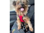 Adopt Rocky a Yorkshire Terrier