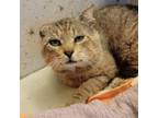 Adopt Thomas Cattus a Domestic Short Hair