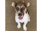 Adopt Ghost a Jack Russell Terrier, Rat Terrier
