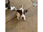 Adopt Greywind a Mixed Breed