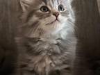 Alpha's Kittens