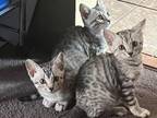 Bengal Manx Babies