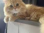 Orange Persian Male