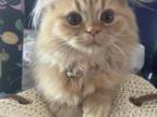 Female Orange Persian