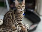 Bamboo Bengals