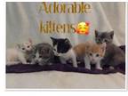 Adorable Kittens