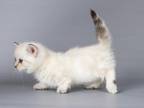White Angel Walker Blue Eyed Munchkin Standard Boy
