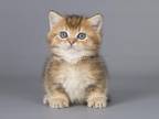 Wilson Munchkin Standard Golden Ticked Short Leg
