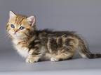 Tiger Cub Weisz Munchkin Standard Baby Girl