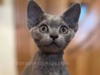 Atos Blue Solid Devon Rex Baby Boy
