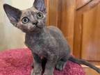 Anfisa Blue Cream Tortie Solid Devon Rex Baby Girl