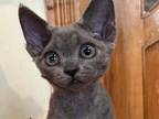 Aramis Blue Solid Devon Rex Baby Boy