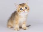 Zippka Golden Ticked British Shorthair Boy