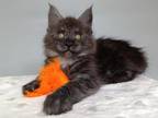 Josephine Maine Coon Female Black Silver