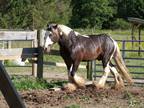 Gentle and Magnificent 6 Years Old Stallion