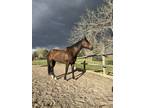 Athletic All-Around AQHA Gelding