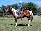 Outstanding Paint Pony Mare