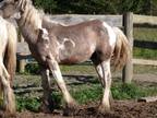 One year colt, silver dapple under cream coat