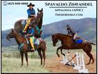 Meet Spavaldo Registered Sorrel Appaloosa Gelding - Available on