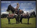Meet Blue Boyâ Blue Roan Friesian Quarter X Gelding